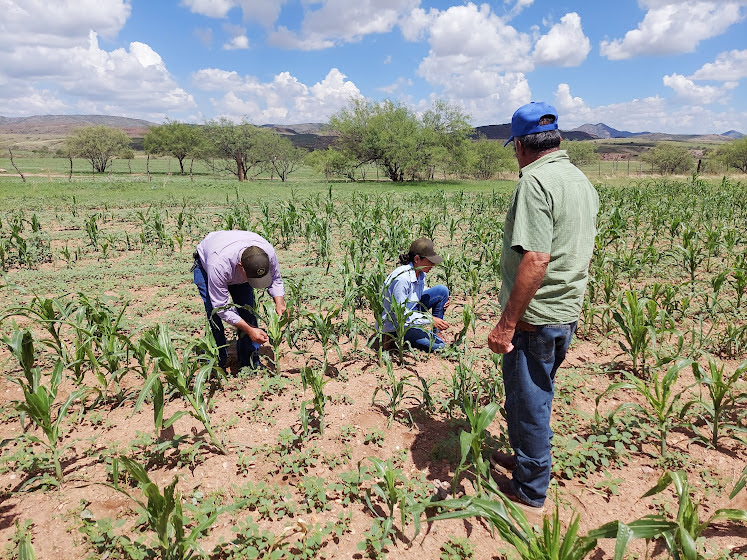 Destinan Estado y Federación más de 53 mdp para atender la sanidad vegetal en Chihuahua