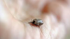 Informa Gobierno Municipal protocolo de atención ante contacto con garrapatas