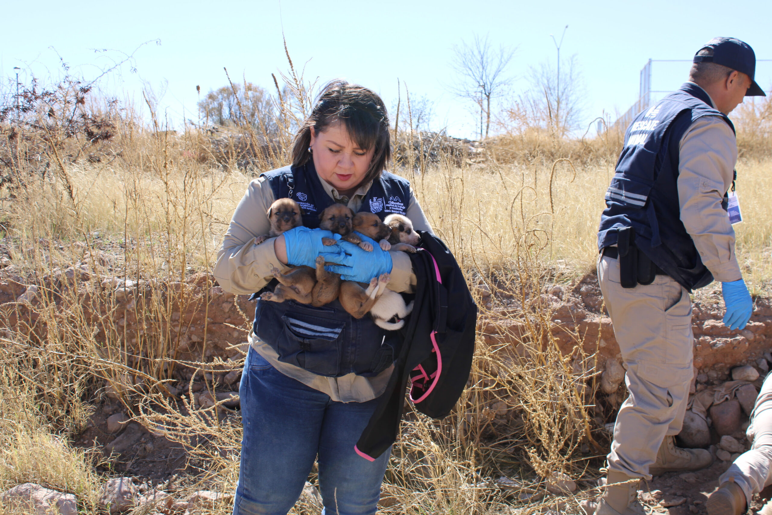 Fortalece Municipio protección animal con esterilizaciones para perros y gatos