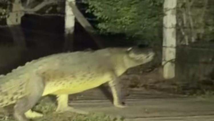 Captan enorme cocodrilo cruzando avenida en Puerto Vallarta