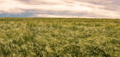 Las plantas ajustan su crecimiento ‘espiando’ el aroma de sus vecinas